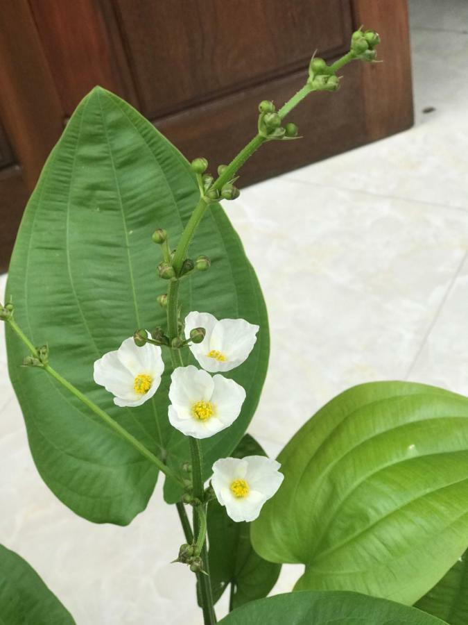 Anh Homestay Ninh Binh Esterno foto